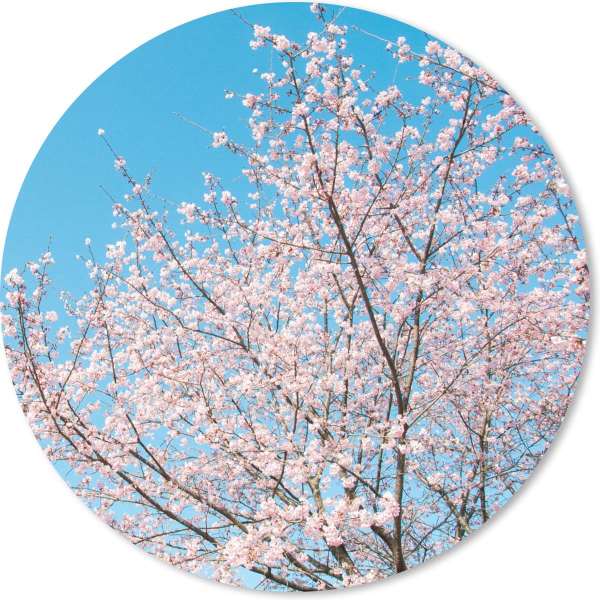 Muismat rond 40x40 cm - Mousepad Kersenboom - Japan - Bloesem - Ronde muismatten