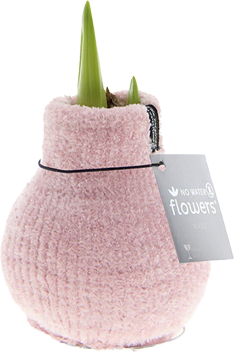 Bloomique - Amaryllis Bol in Wax - Cozy Roze - Bloembol - No Water Flowers - Kerstversiering - Hoogte 15-25 cm bij Levering - Groeit tot 40-60 cm - 10 cm diameter