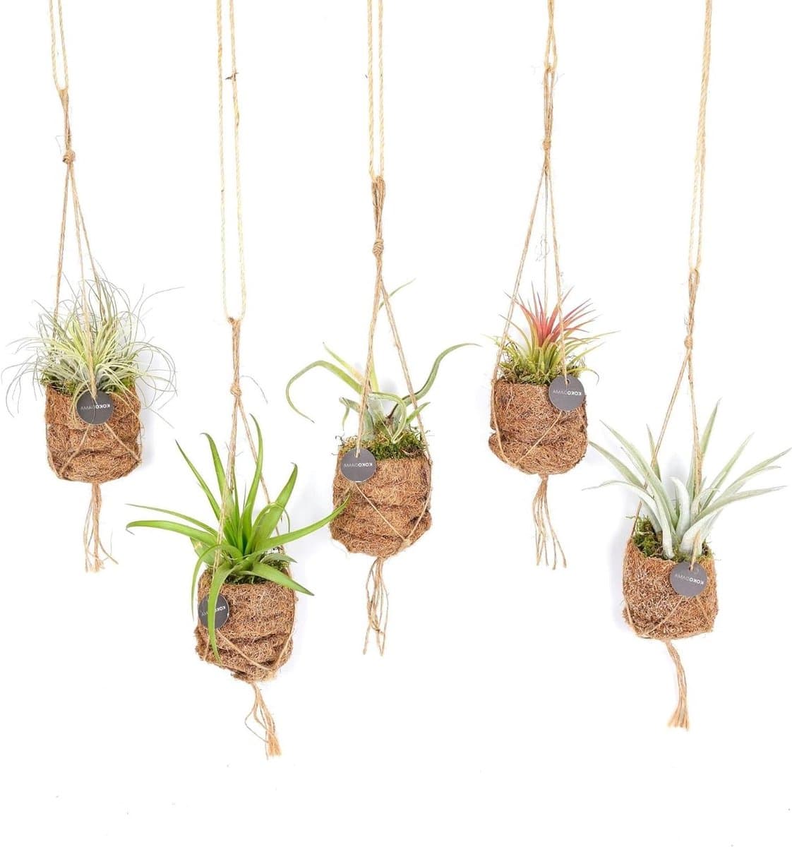 Kokodama plantenmix - Luchtplanten set - Interieur decoratie - Biologisch gekweekt - 5 stuks - Groen