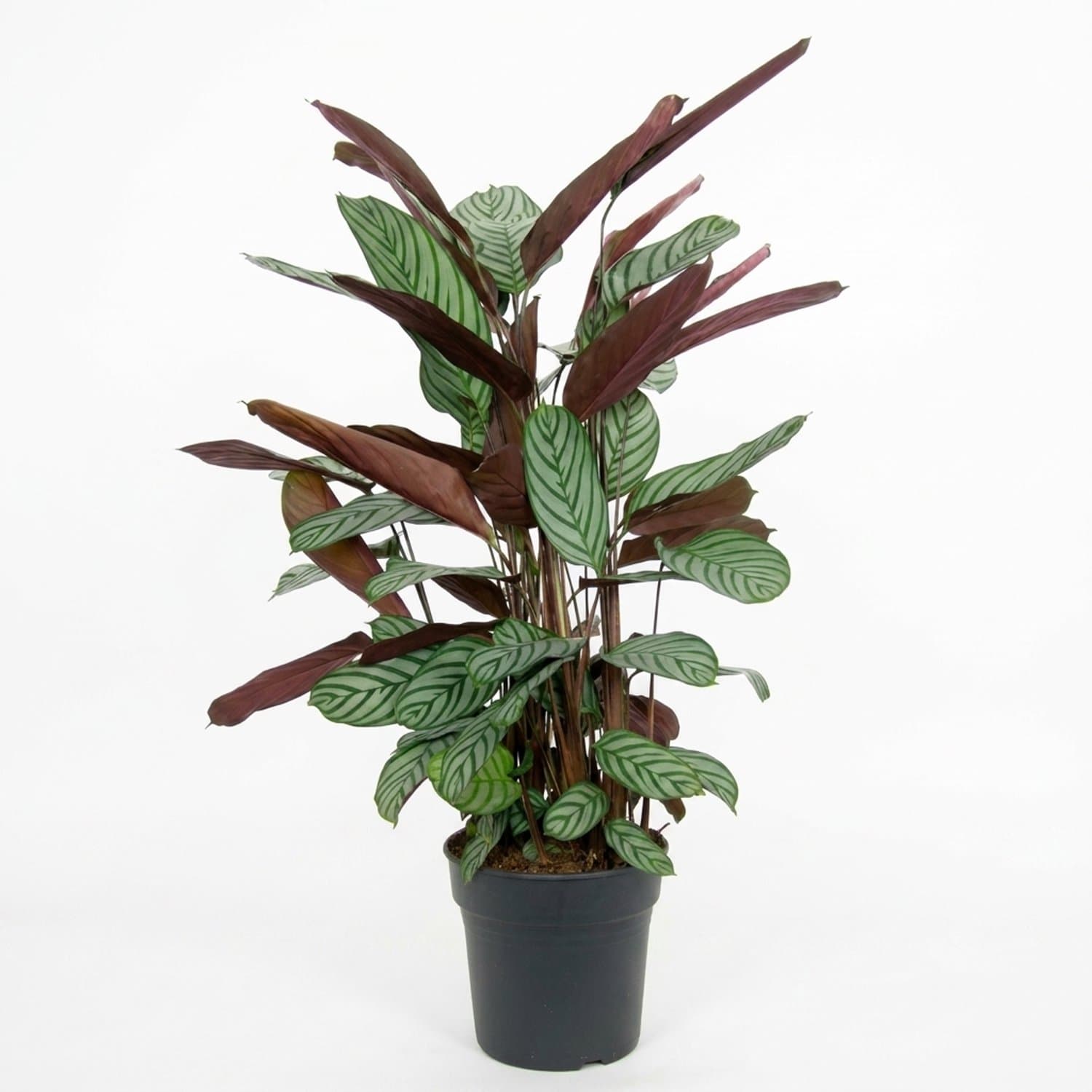 Bloomique - Calathea Oppenheimiana - Pauwenplant - Bladplant - Kamerplanten - Bont blad - Luchtzuiverend - Hoogte 120-130 cm - Pot 27 cm