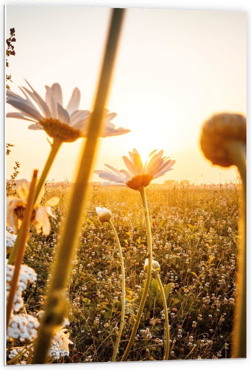 PVC Schuimplaat - Zonlicht op Stengels van Kleine Witte Bloemen in het Veld - 60x90 cm Foto op PVC Schuimplaat (Met Ophangsysteem)
