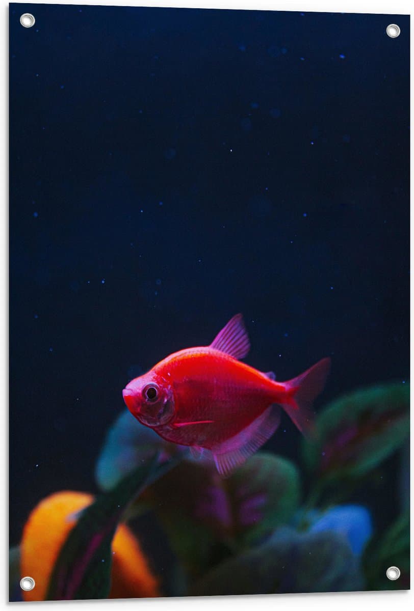 Tuinposter – Rode Vis in Aquarium - 60x90 cm Foto op Tuinposter (wanddecoratie voor buiten en binnen)