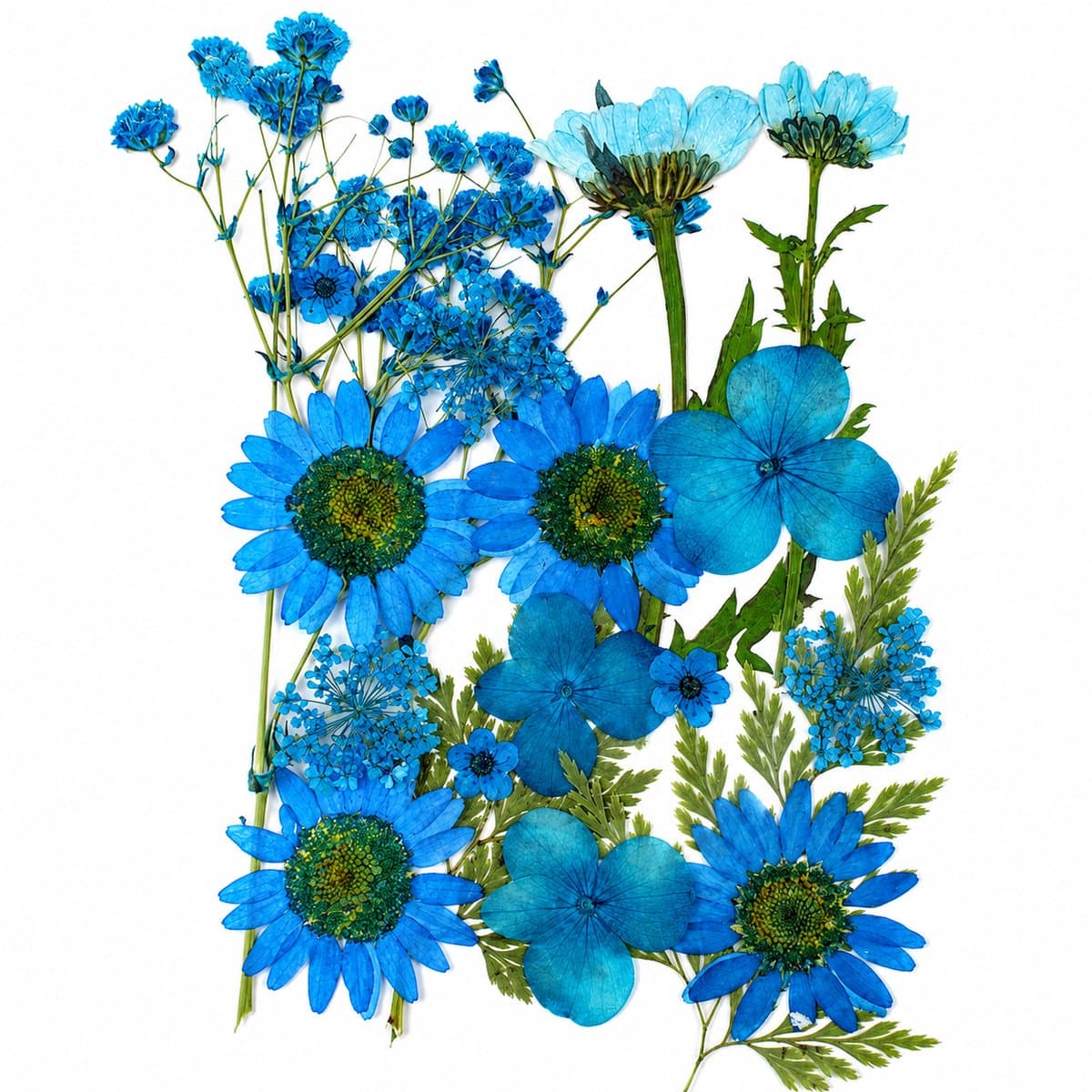 BOTC Natuurlijk Gedroogde Bloemen - Droogbloemen - Gedroogde Bloemen voor Resin DIY - 20 Stuks Natuurlijke Gedroogde Decoraties - Blauw