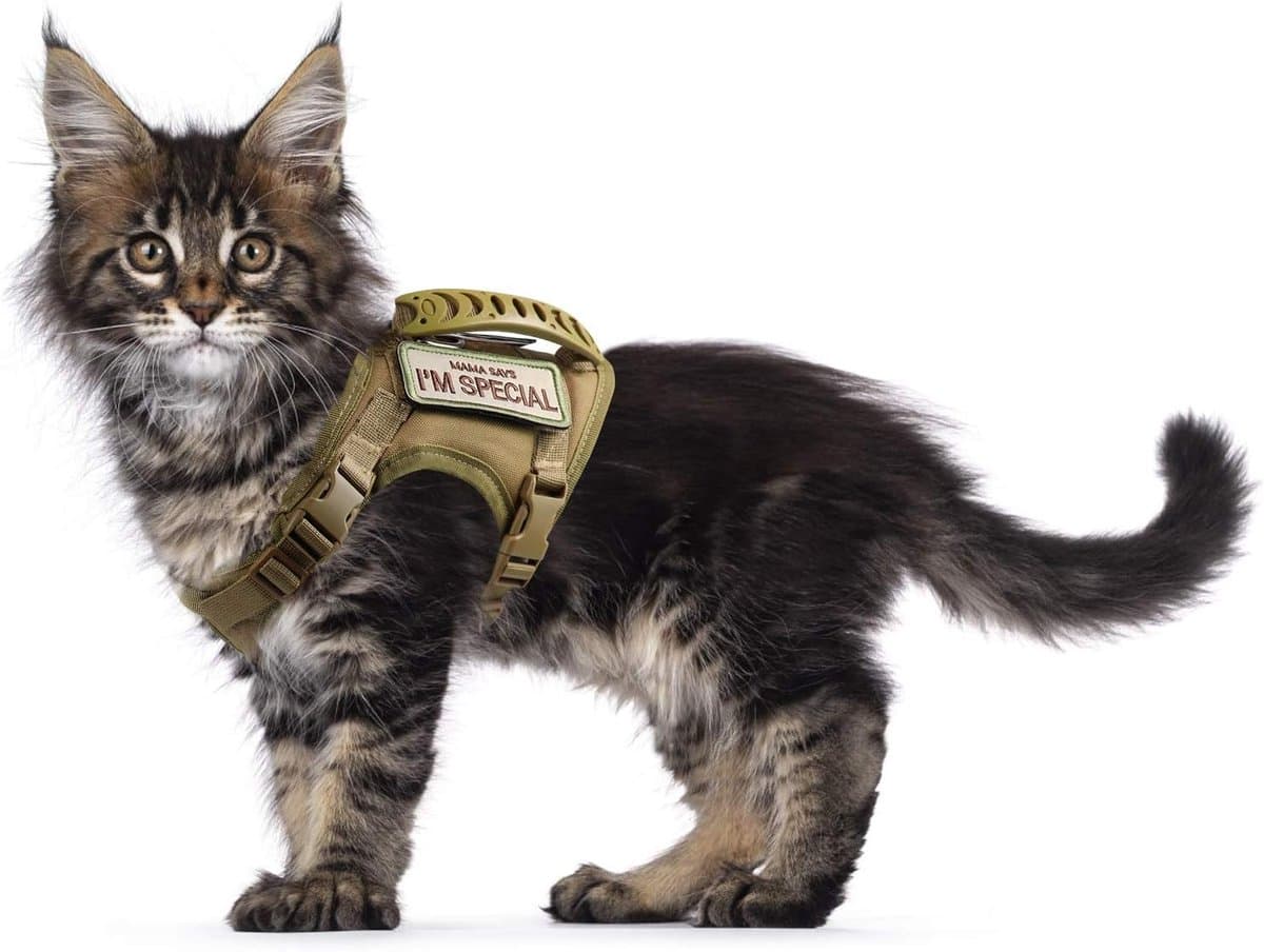 kattenharnas om te wandelen, ontsnappingsbestendig, verstelbaar huisdierharnas met zacht gaas voor grote katten, kleine honden