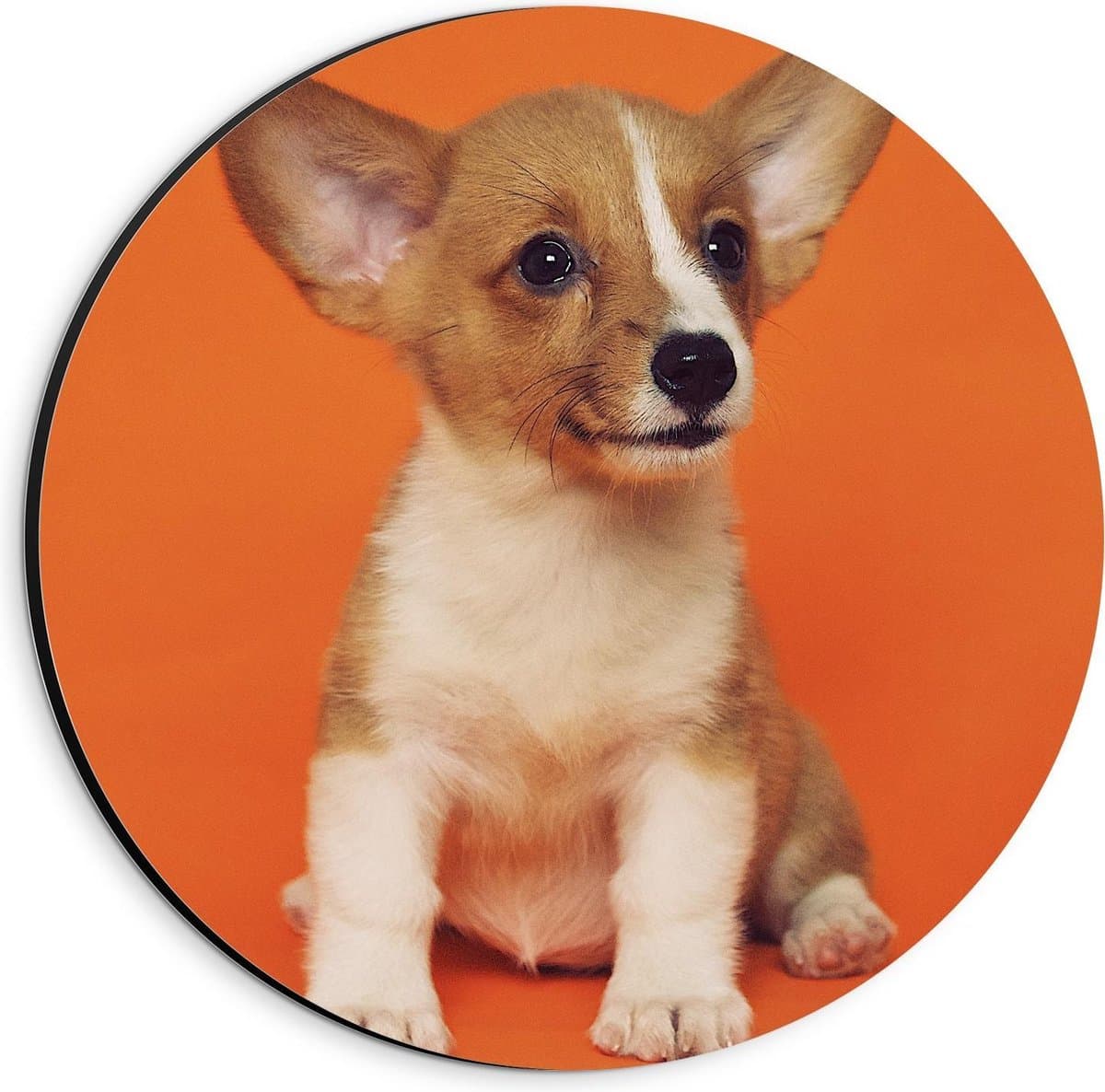 Dibond Wandcirkel - Bruin met Witte Pup met Oranje Achtergrond - 20x20cm Foto op Aluminium Wandcirkel (met ophangsysteem)
