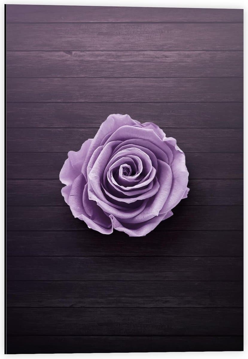 Dibond - Paarse Roos - 40x60cm Foto op Aluminium (Met Ophangsysteem)