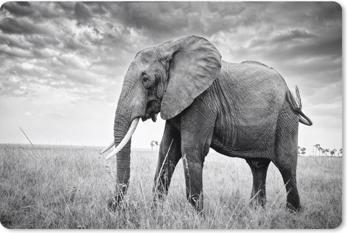 Muismat XXL 90x60 cm - Bureau onderlegger - Bureau mat Olifant - Gras - Dieren - Zwart wit - Bureaumat - Gaming mousepad xl - Bureaulegger groot - Computer deskmat