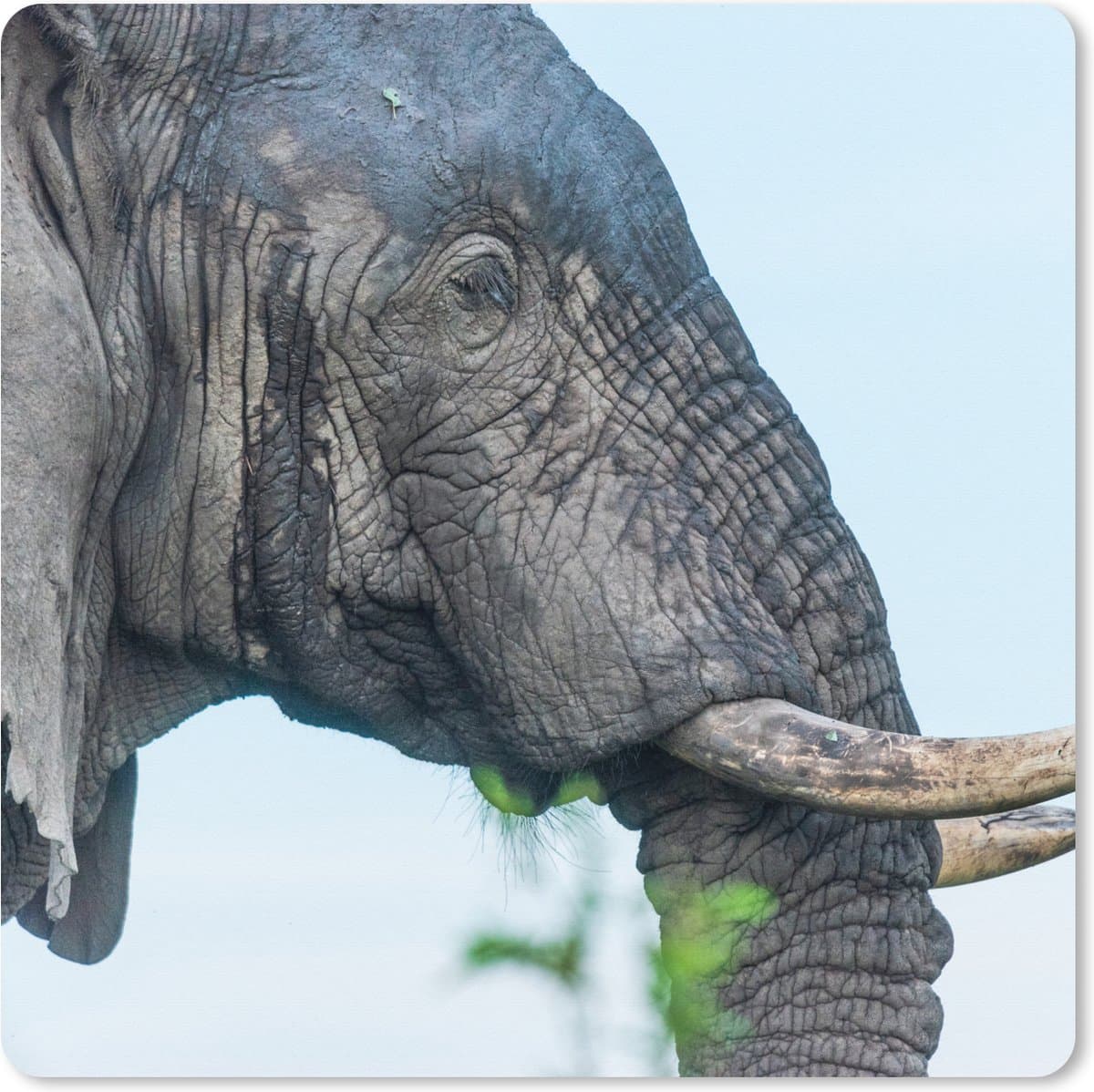 Muismat XXL 40x40 cm - Bureau onderlegger - Bureau mat Olifant - Dieren - Grijs - Natuur - Bureaumat - Gaming mousepad xl - Bureaulegger groot - Computer deskmat