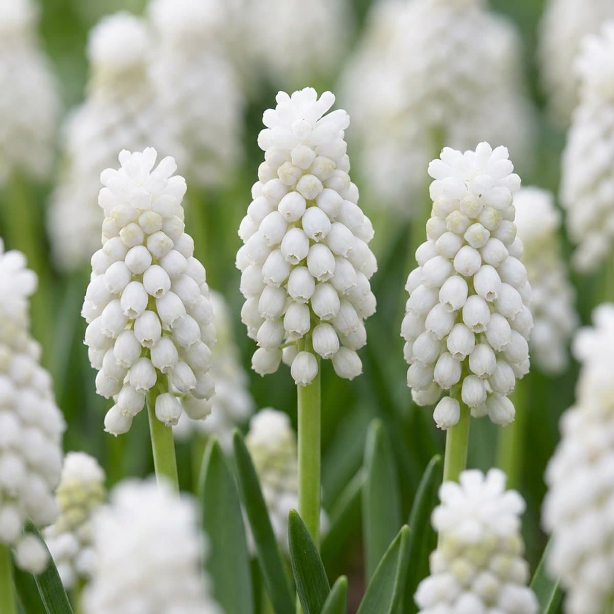 Green boutiQ - 400x Muscari White Magic - Witte druifhyacint - Wit - Verwilderingsbol - Bolmaat 6/7