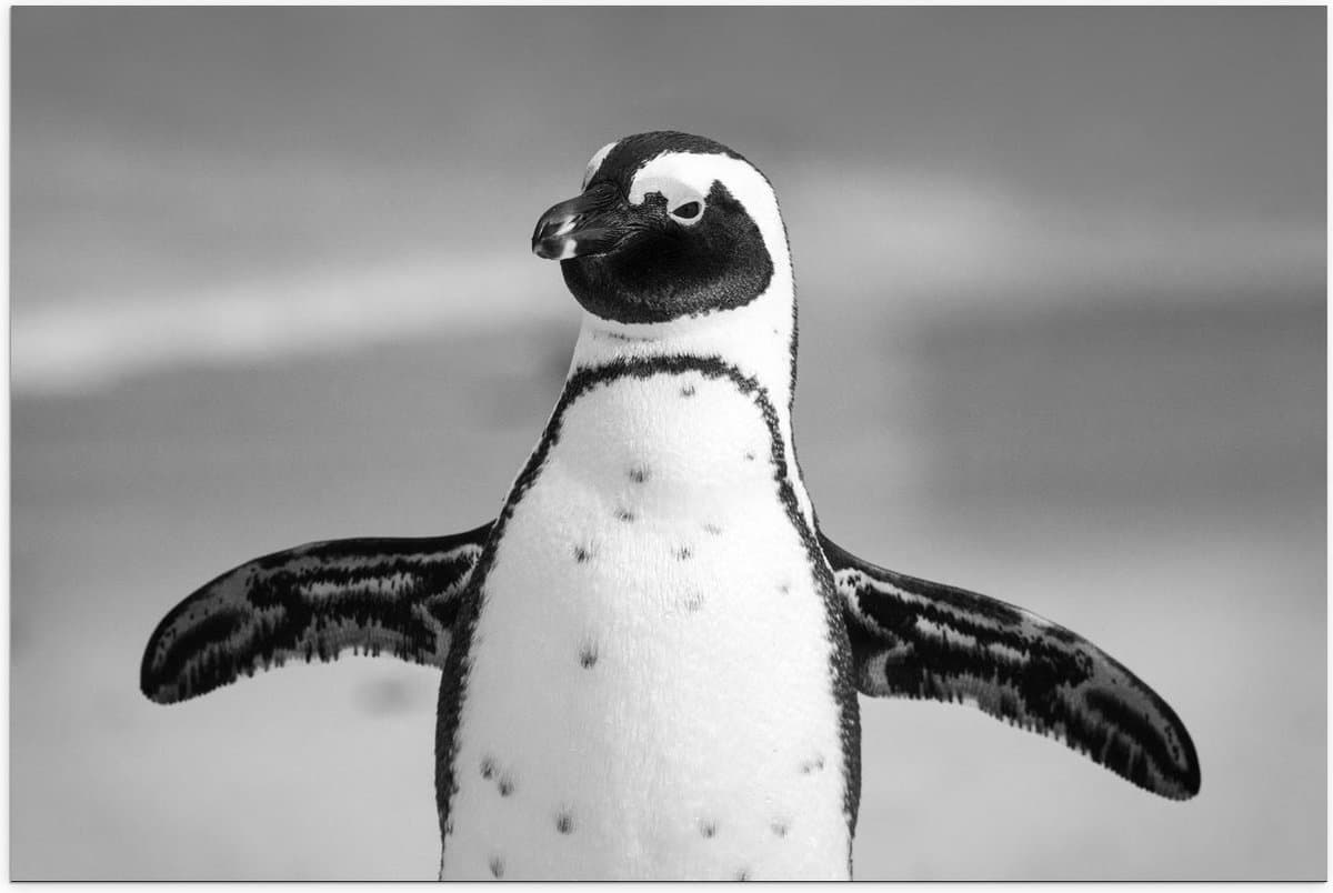 Poster – Zwart Witte Pinguïn  - 120x80cm Foto op Posterpapier