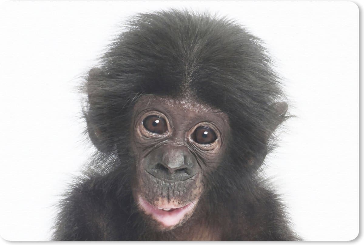 Muismat XXL 90x60 cm - Bureau onderlegger - Bureau mat Aap - Dieren - Natuur - Chimpansee - Bureaumat - Gaming mousepad xl - Bureaulegger groot - Computer deskmat
