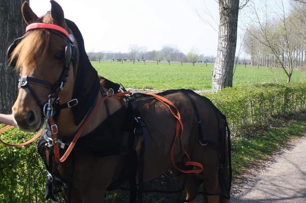 HB Men Vliegendeken met hals