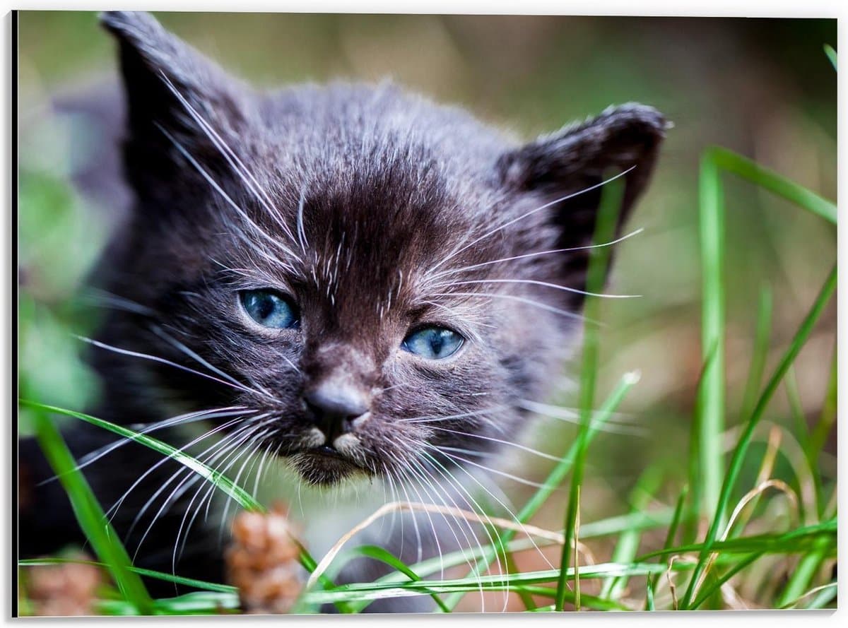 Dibond - Zwart Baby Katje met Blauwe Ogen  - 40x30cm Foto op Aluminium (Met Ophangsysteem)