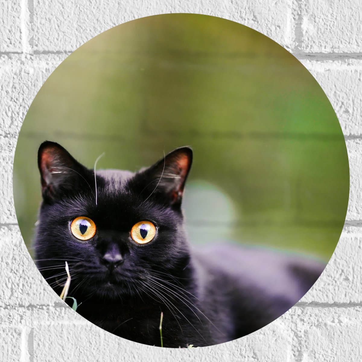 Muursticker Cirkel - Schattige Zwarte Poes - 30x30 cm Foto op Muursticker