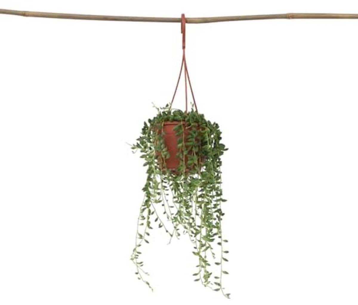 Plant in a Box - Senecio Rowleyanus 'String of Pearls' - Pea plant - Hanging plant - Indoor plant - Pot 12 - Height 10-20 cm