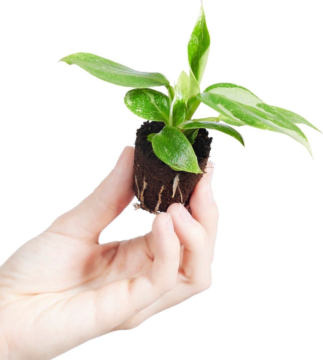 PLNTS - Baby Philodendron White Princess - Kamerplant - Stekplantje 2 cm - Hoogte 8 cm