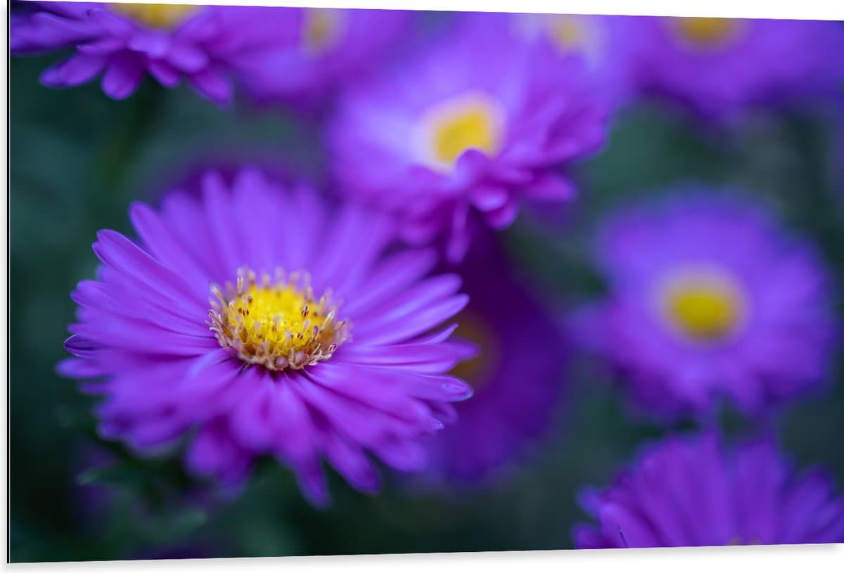 Dibond - Paarse Madeliefjes in het Veld - 105x70 cm Foto op Aluminium (Met Ophangsysteem)