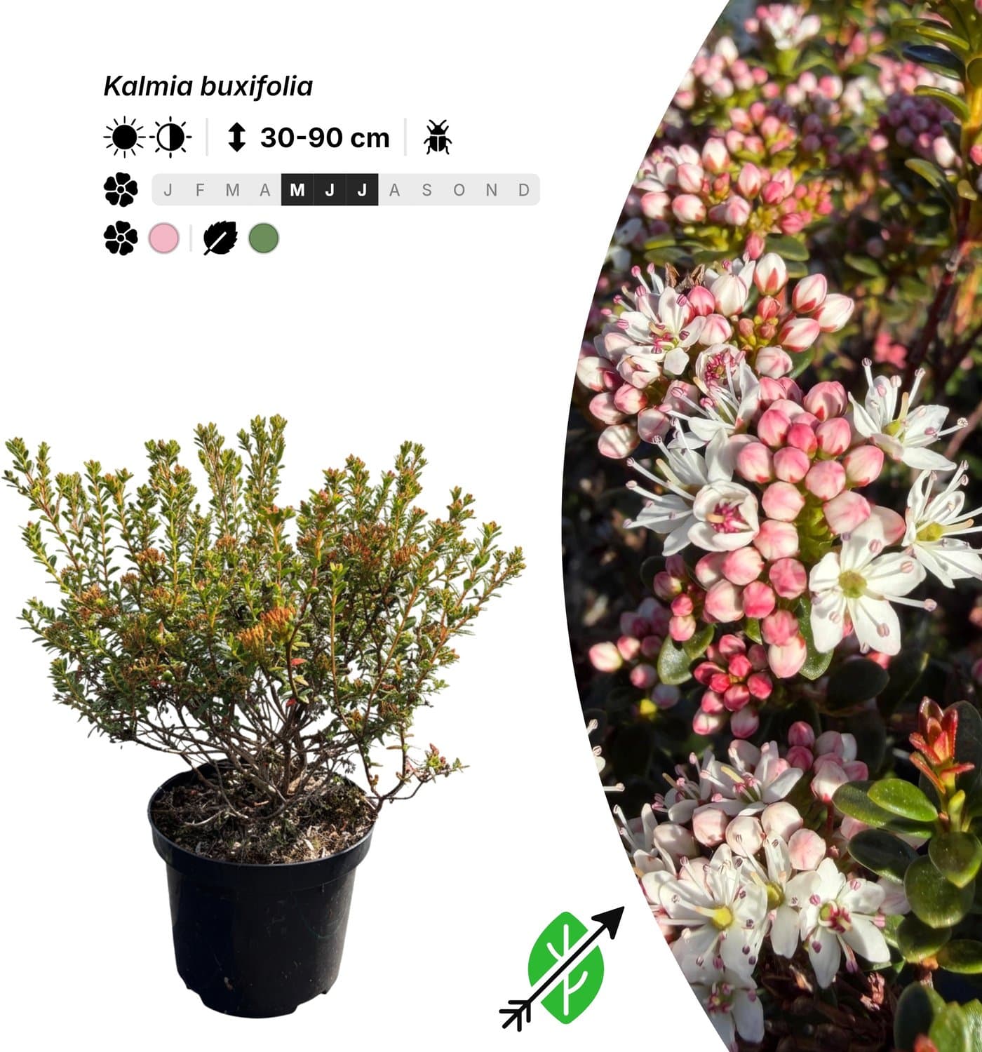 Singleplants - 18x Kalmia buxifolia - Pot C1.5 - winterhard tot -26°C