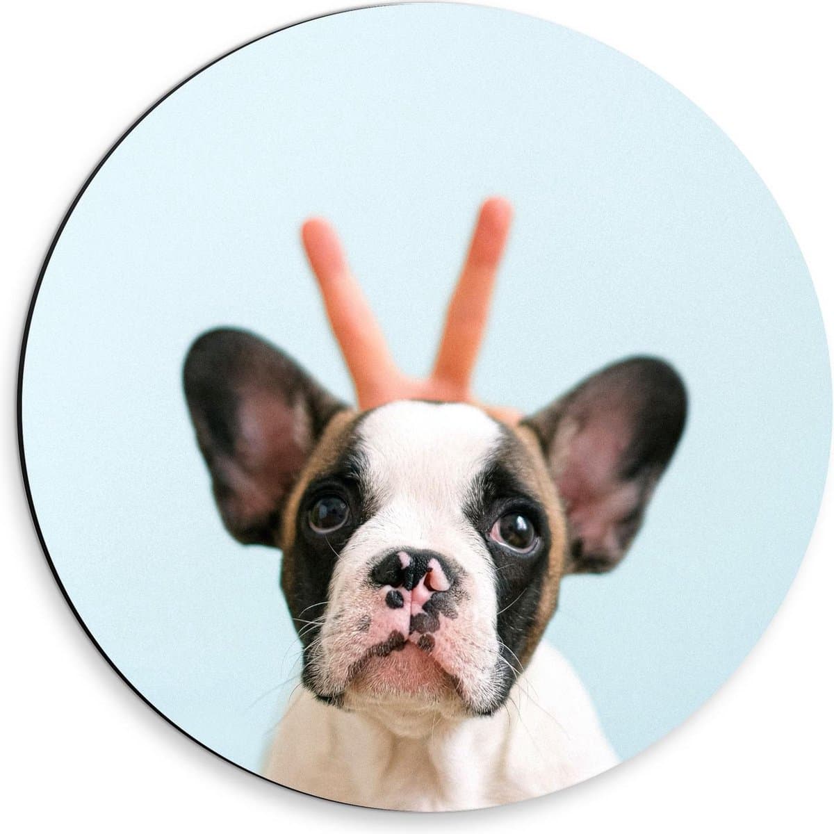 Dibond Wandcirkel - Schattig Hondje met Konijnen Oortjes - 30x30cm Foto op Aluminium Wandcirkel (met ophangsysteem)