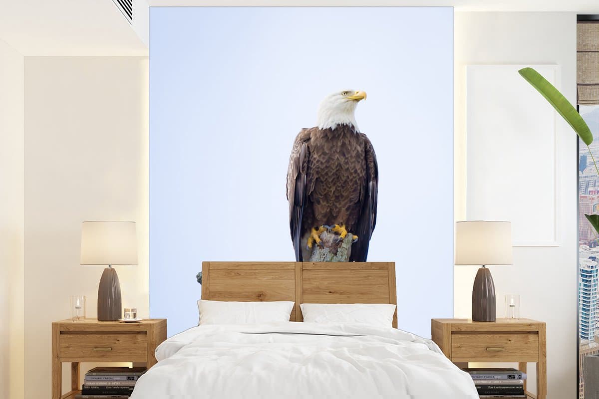 Behang - Fotobehang Amerikaanse zeearend - Adelaar - Roofvogels - Zittend - Breedte 190 cm x hoogte 260 cm