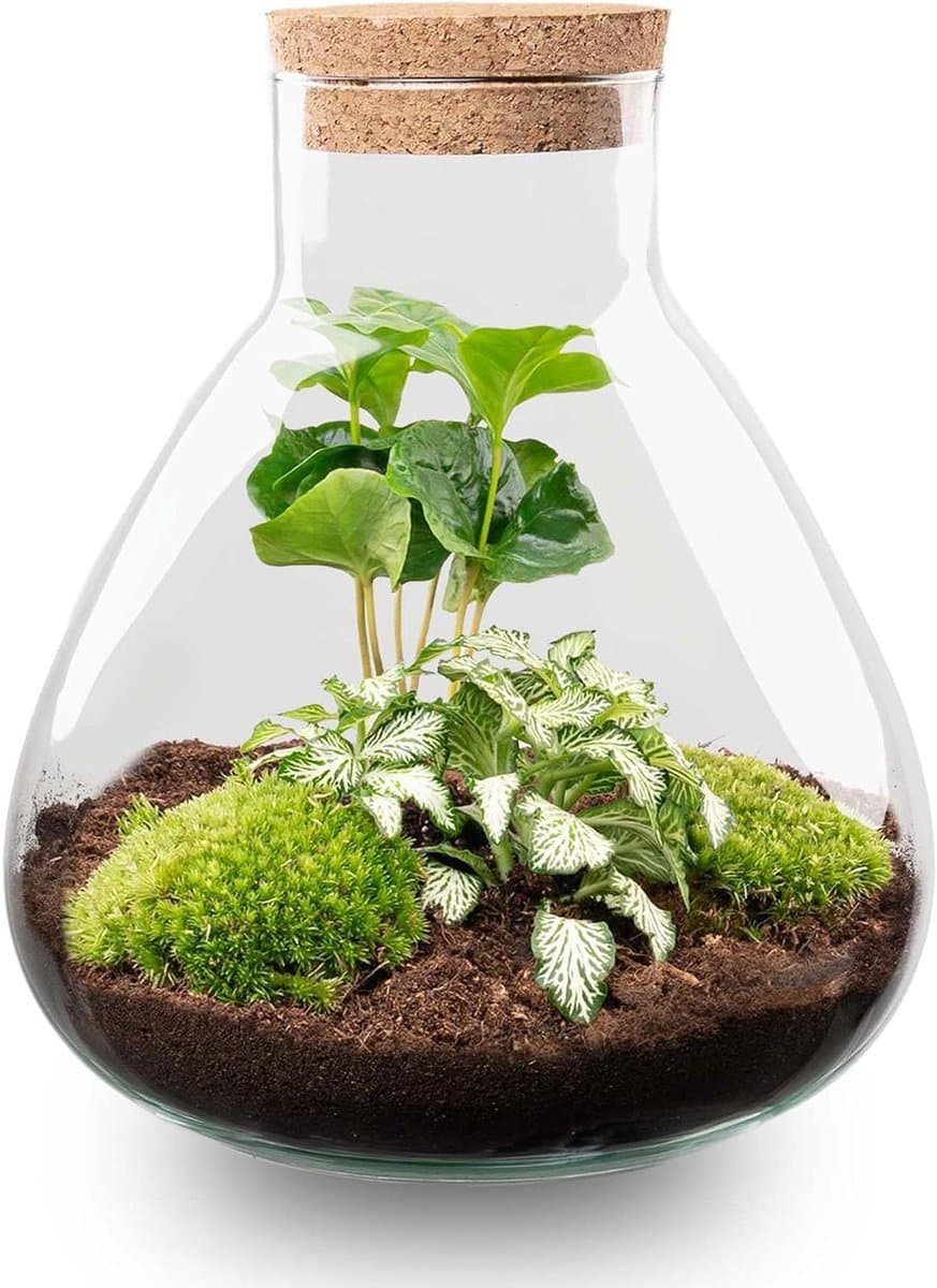 Planten Terrarium - Glazen Kas - Decoratie Binnen - Zelfvoorzienend Systeem - 27 cm Hoog - Transparant
