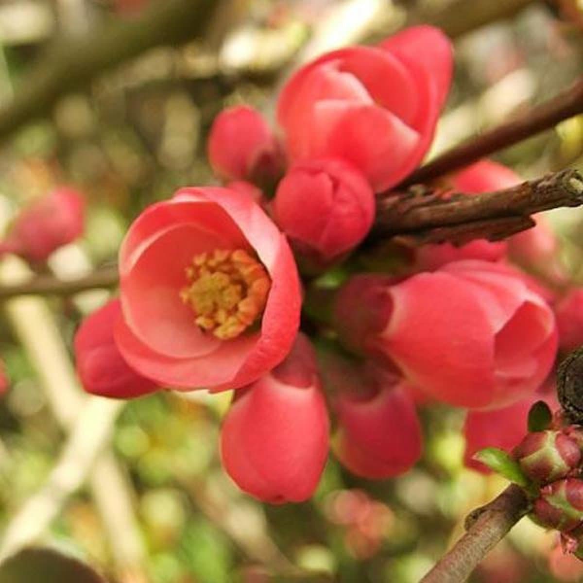 Chaenomeles Superba 'Hollandia' Dwergkwee 30-40 cm in pot