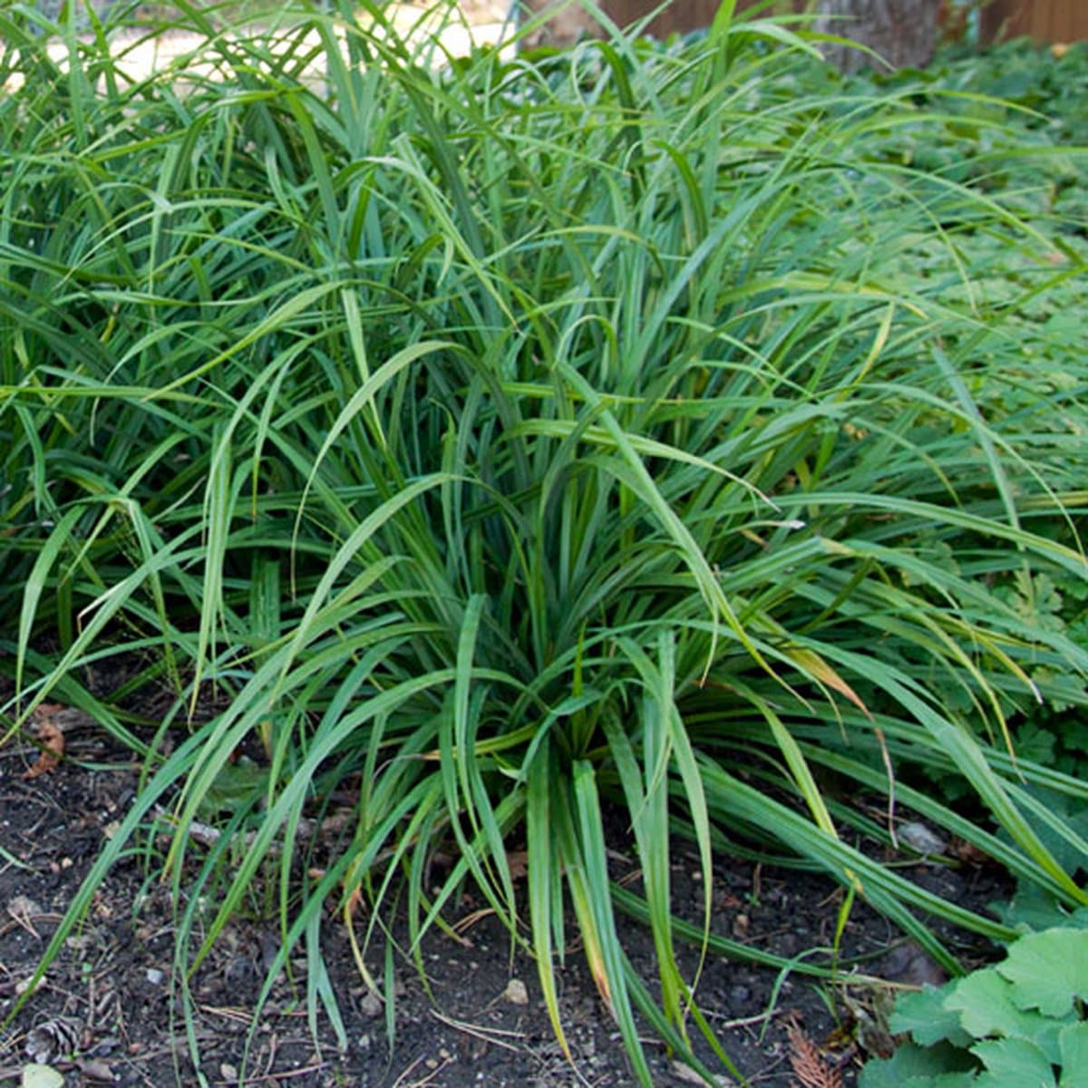 50 x Japanse Zegge Groen - Bodembedekker Siergras Wintergroen - Carex foliosissima Irish Green in 9x9cm pot met hoogte 5-10cm