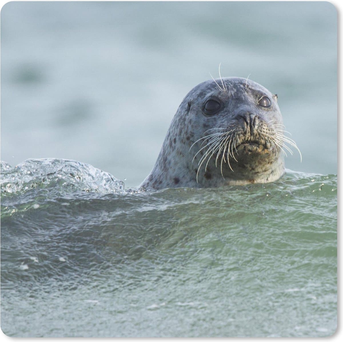 Muismat XXL 50x50 cm - Bureau onderlegger - Bureau mat Noordzee - Zeehond - Water - Bureaumat - Gaming mousepad xl - Bureaulegger groot - Computer deskmat