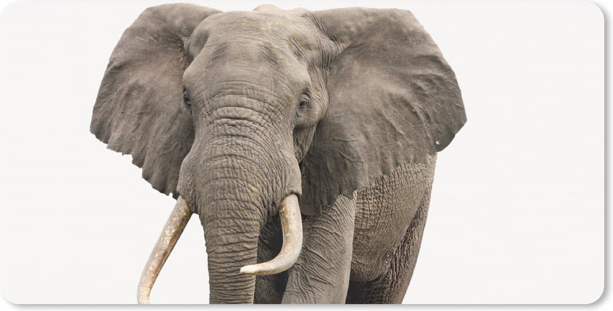 Muismat XXL 120x60 cm - Bureau onderlegger - Bureau mat Olifant - Kinderen - Jongens - Dieren - Meisjes - Bureaumat - Gaming mousepad xl - Bureaulegger groot - Computer deskmat