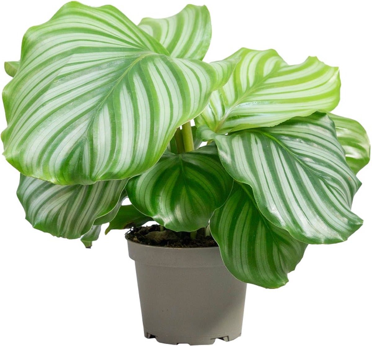 PLNTS - Calathea Orbifolia - Kamerplant - Kweekpot 14 cm - Hoogte 30 cm