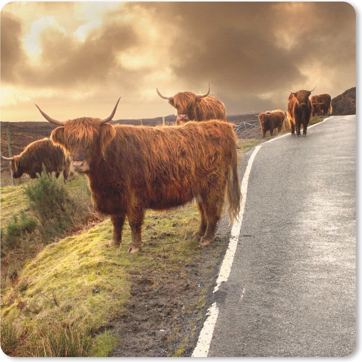 Muismat 30x30 cm - Mousepad Schotse hooglanders - Lucht - Weg - Muismatten