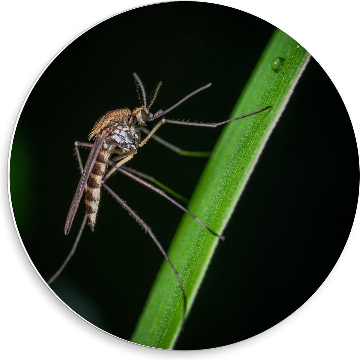 Forex Wandcirkel - Insect op Groene Tak - 50x50cm Foto op Wandcirkel (met ophangsysteem)