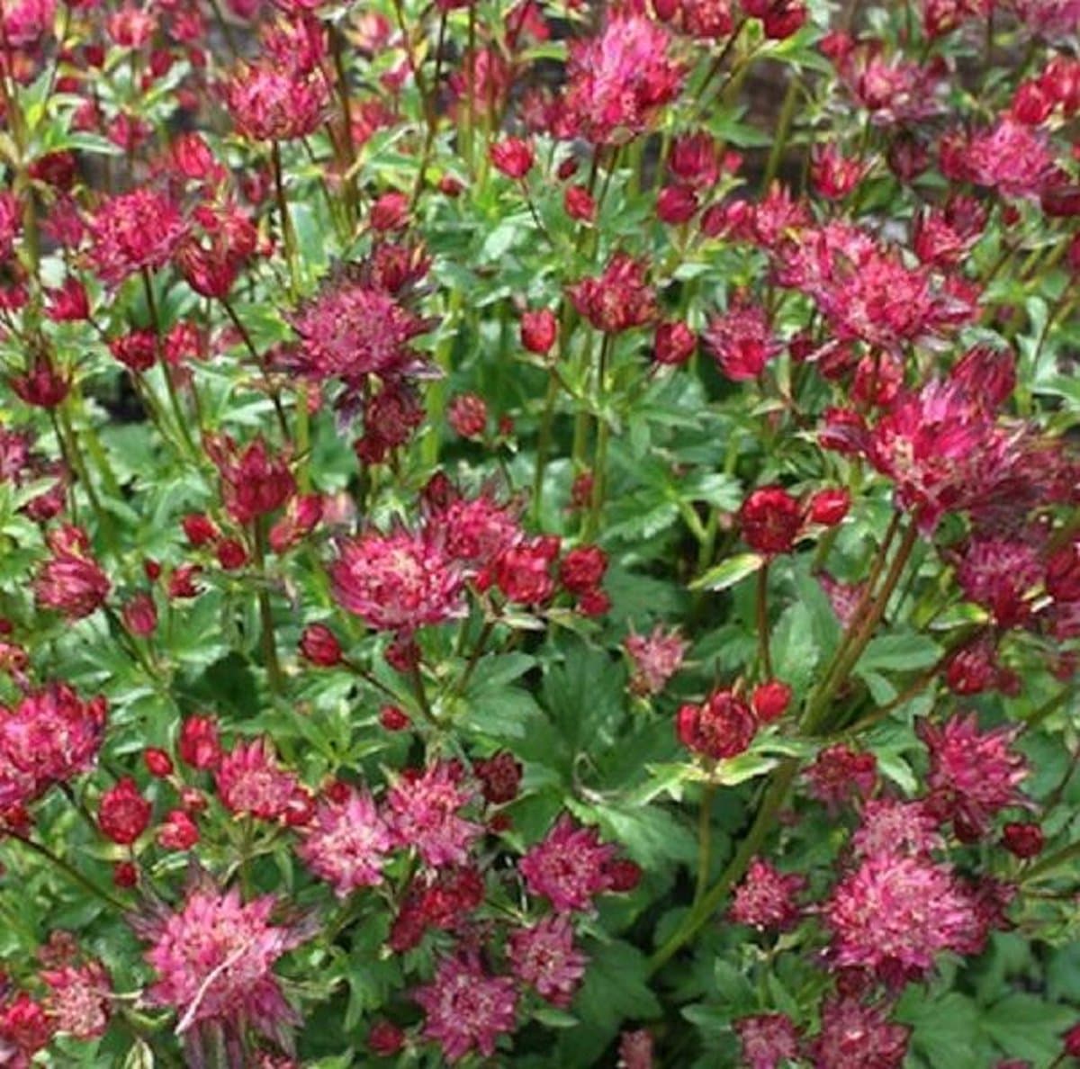 6 x Astrantia Major'Rubra ' - Zeeuws Knoopje pot 9x9cm