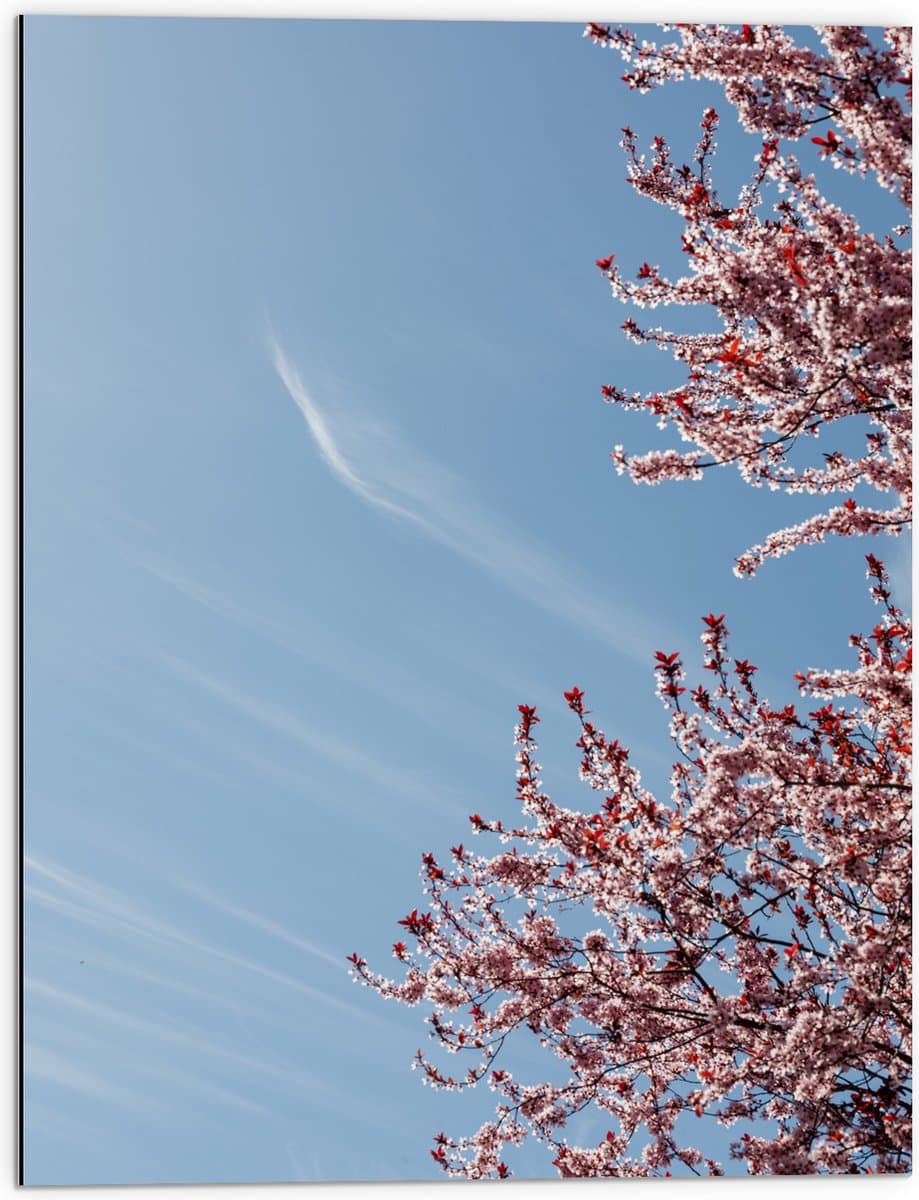 Dibond - Bloesemboom onder Blauwe Lucht met Lichte Sluierbewolking - 60x80 cm Foto op Aluminium (Wanddecoratie van metaal)