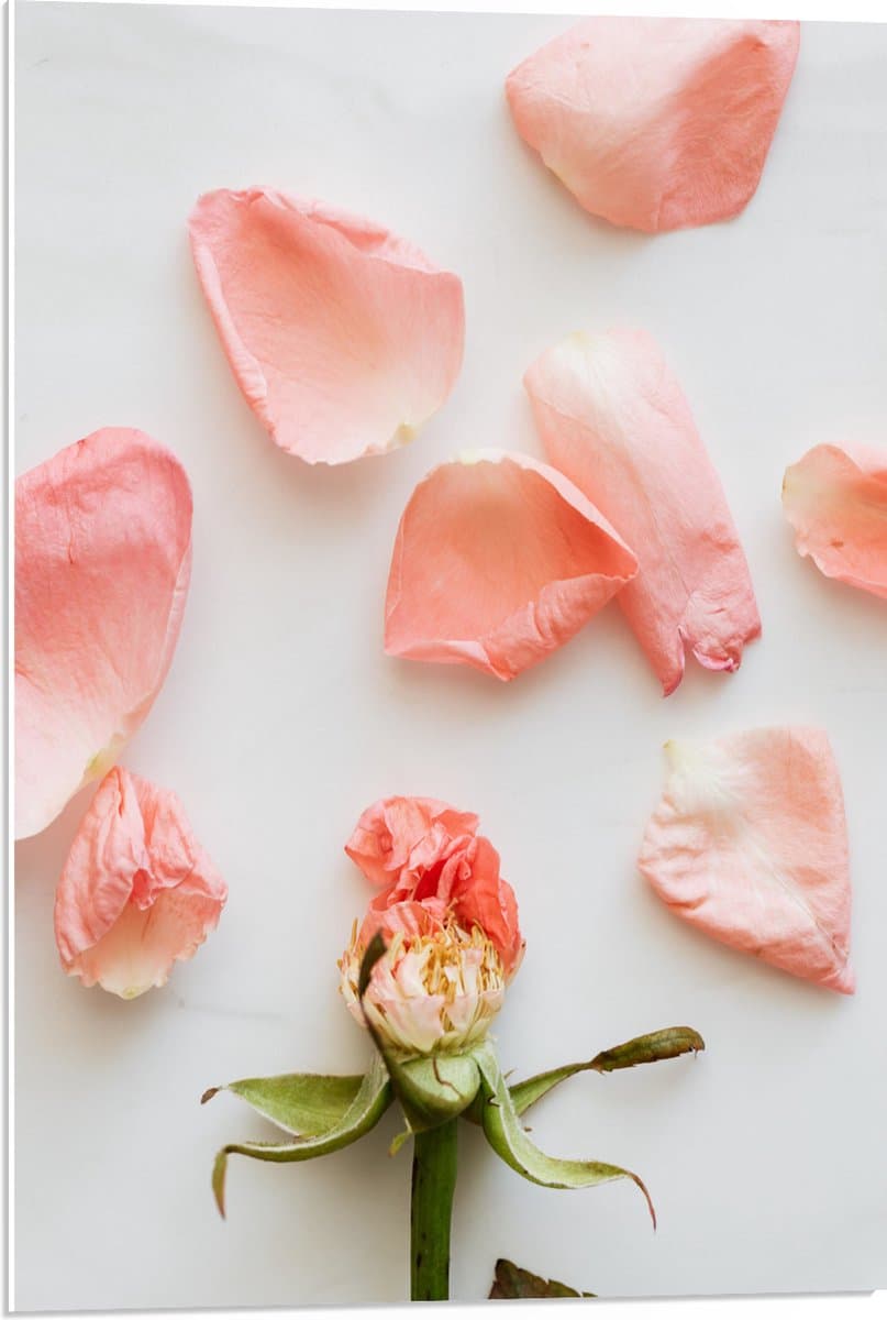 PVC Schuimplaat - Kale Bloem met Losse Roze Bloemblaadjes - 50x75 cm Foto op PVC Schuimplaat (Met Ophangsysteem)