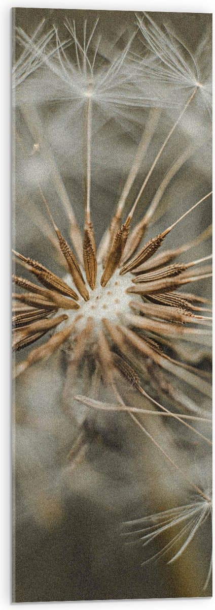 Acrylglas - Uitgebloeide Paardenbloem - 30x90 cm Foto op Acrylglas (Met Ophangsysteem)