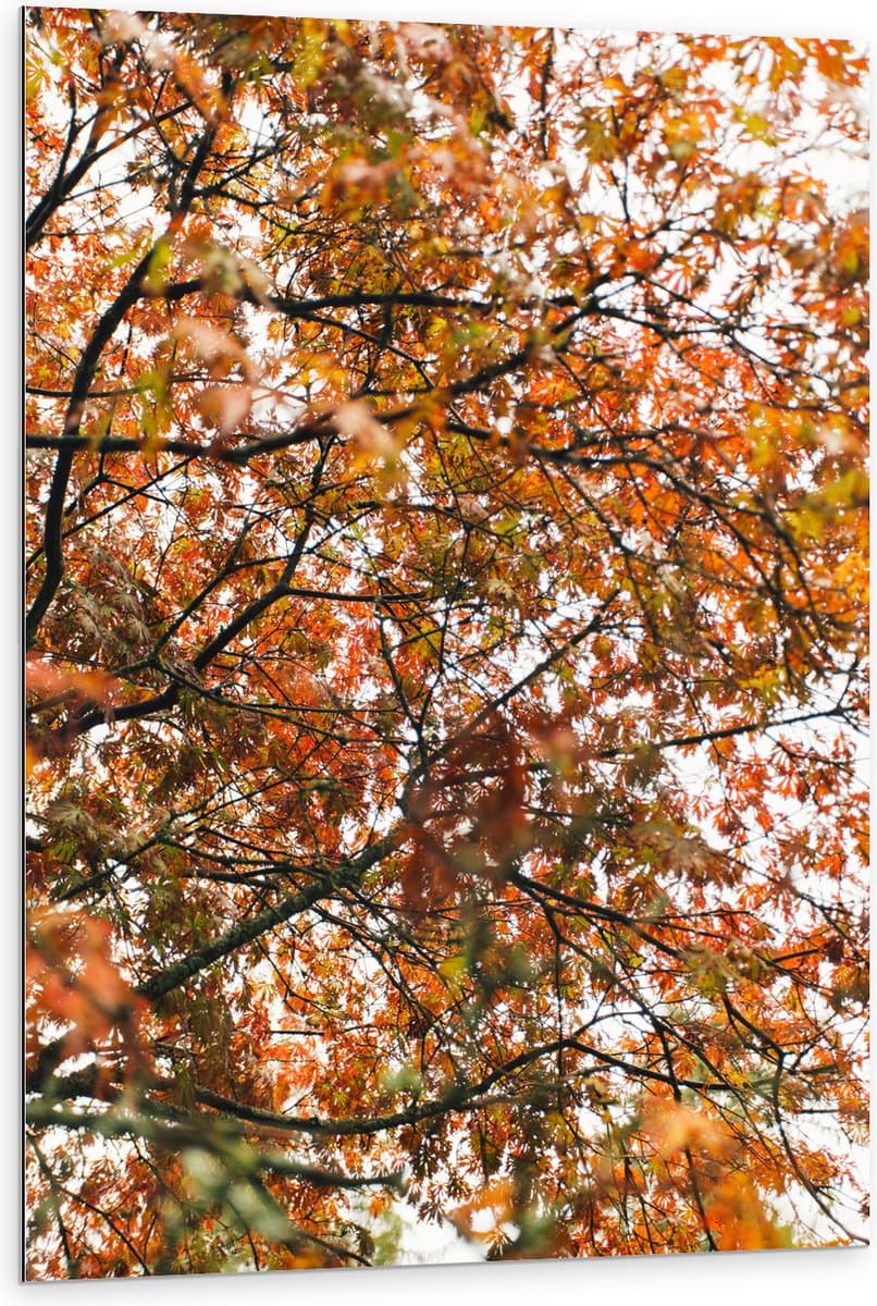 Dibond - Herfst Bladeren in een Boom - 80x120 cm Foto op Aluminium (Met Ophangsysteem)