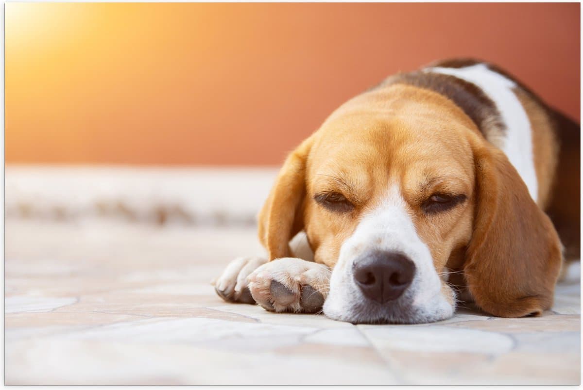 Poster Glanzend – Rustende Beagle Puppy in Oranje Licht - 60x40 cm Foto op Posterpapier met Glanzende Afwerking