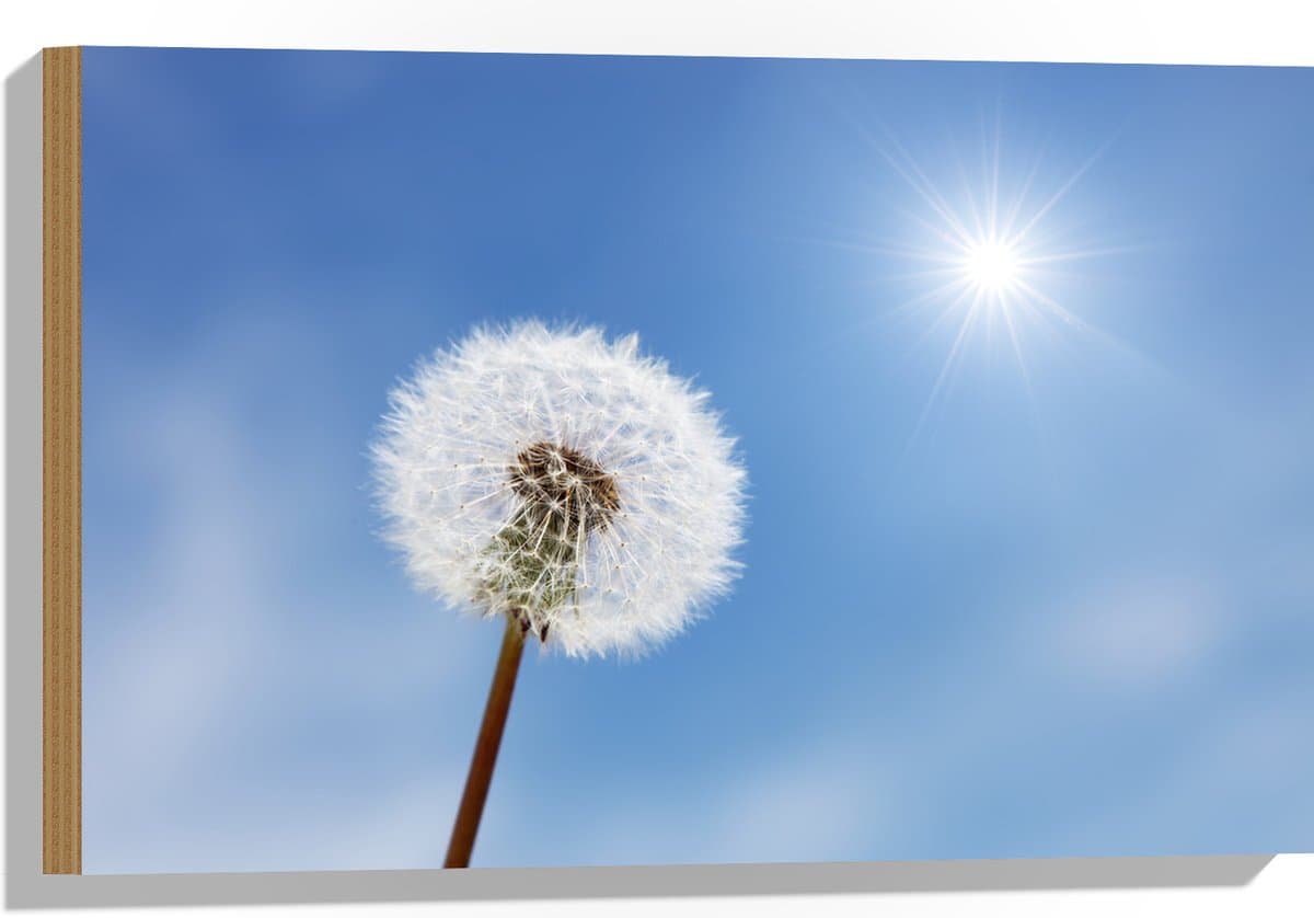 Hout - Vol Paardenbloempje met Heldere Lucht Achtergrond - Bloemen - 60x40 cm - 9 mm dik - Foto op Hout (Met Ophangsysteem)