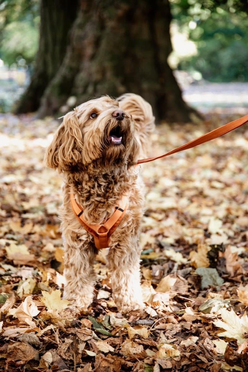 Hond harnas actief velvet oranje XL 48-70cm
