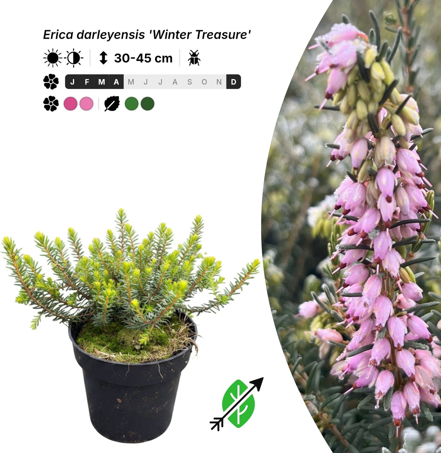 Singleplants - 20x Erica darleyensis 'Winter Treasure' - Pot P9,5 - bodembedekker - winterhard tot -20°C