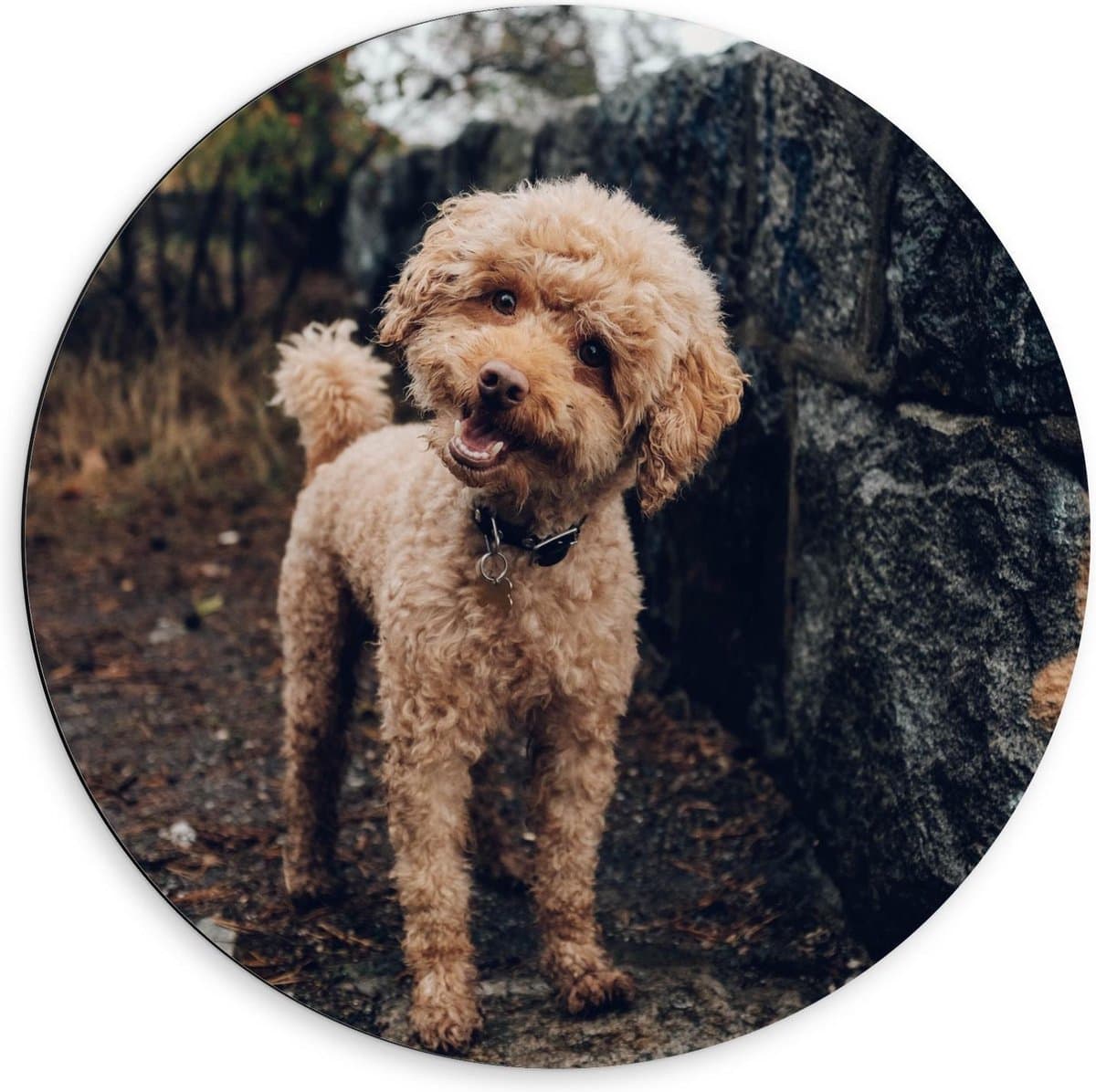 Dibond Wandcirkel - Schattige Bruine Labradoodle - 60x60cm Foto op Aluminium Wandcirkel (met ophangsysteem)