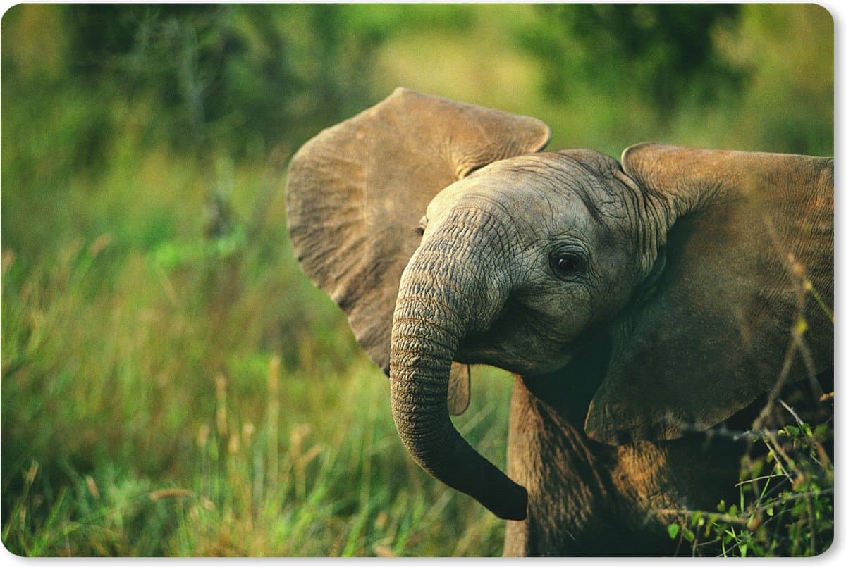 Muismat XXL 120x80 cm - Bureau onderlegger - Bureau mat Olifant - Groen - Dieren - Natuur - Bureaumat - Gaming mousepad xl - Bureaulegger groot - Computer deskmat