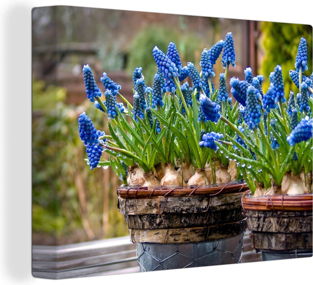 Canvas Schilderij Twee potten met muscari bloemen - 40x30 cm - Wanddecoratie