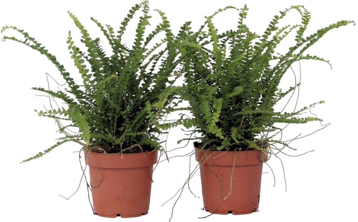 Plant in a Box - Nephrolepis Duffi - Krulvaren - Set van 2 - Pot 12cm - Hoogte 25-40cm