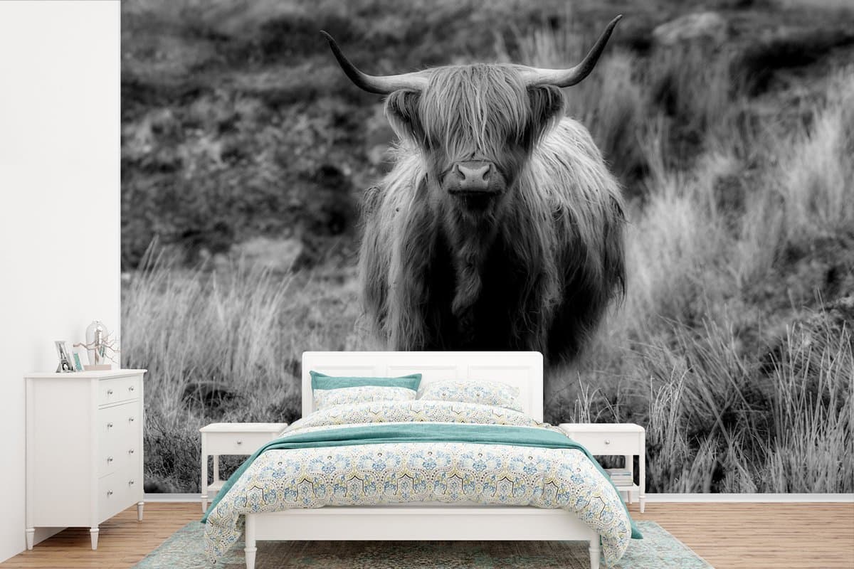 Behang - Fotobehang Schotse hooglander kijkt naar de camera - zwart wit - Breedte 330 cm x hoogte 220 cm