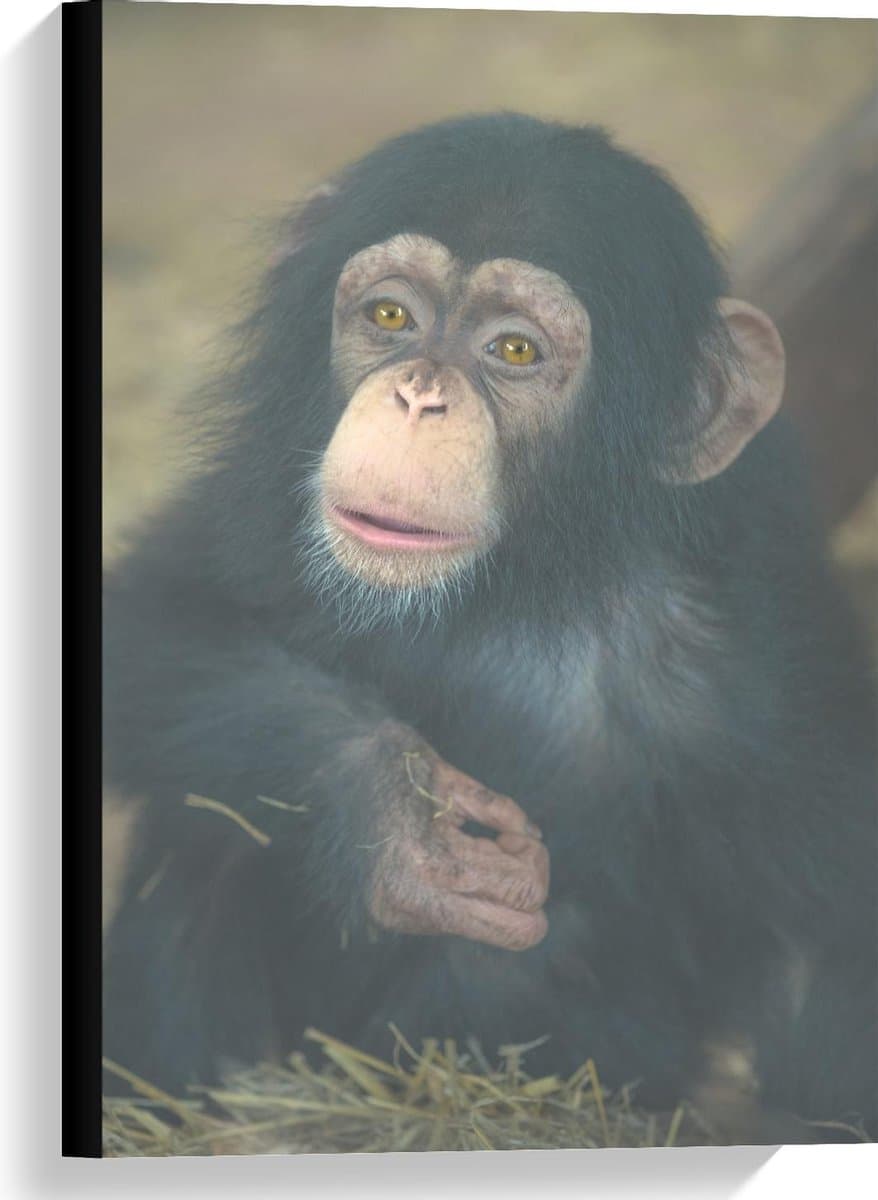 Canvas  - Chimpansee Baby - 40x60cm Foto op Canvas Schilderij (Wanddecoratie op Canvas)