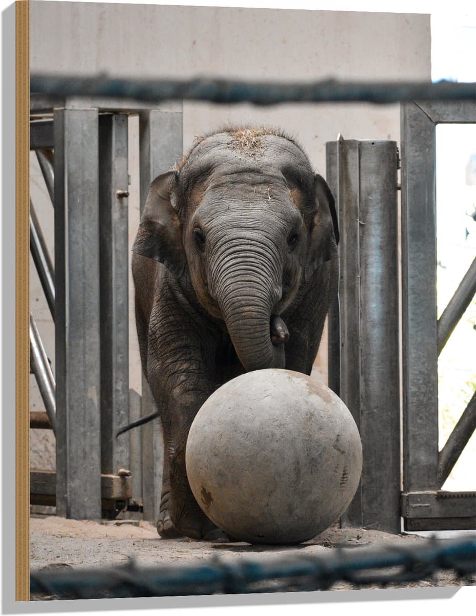 Hout - Baby Olifant met een Bal - 60x80 cm - 9 mm dik - Foto op Hout (Met Ophangsysteem)