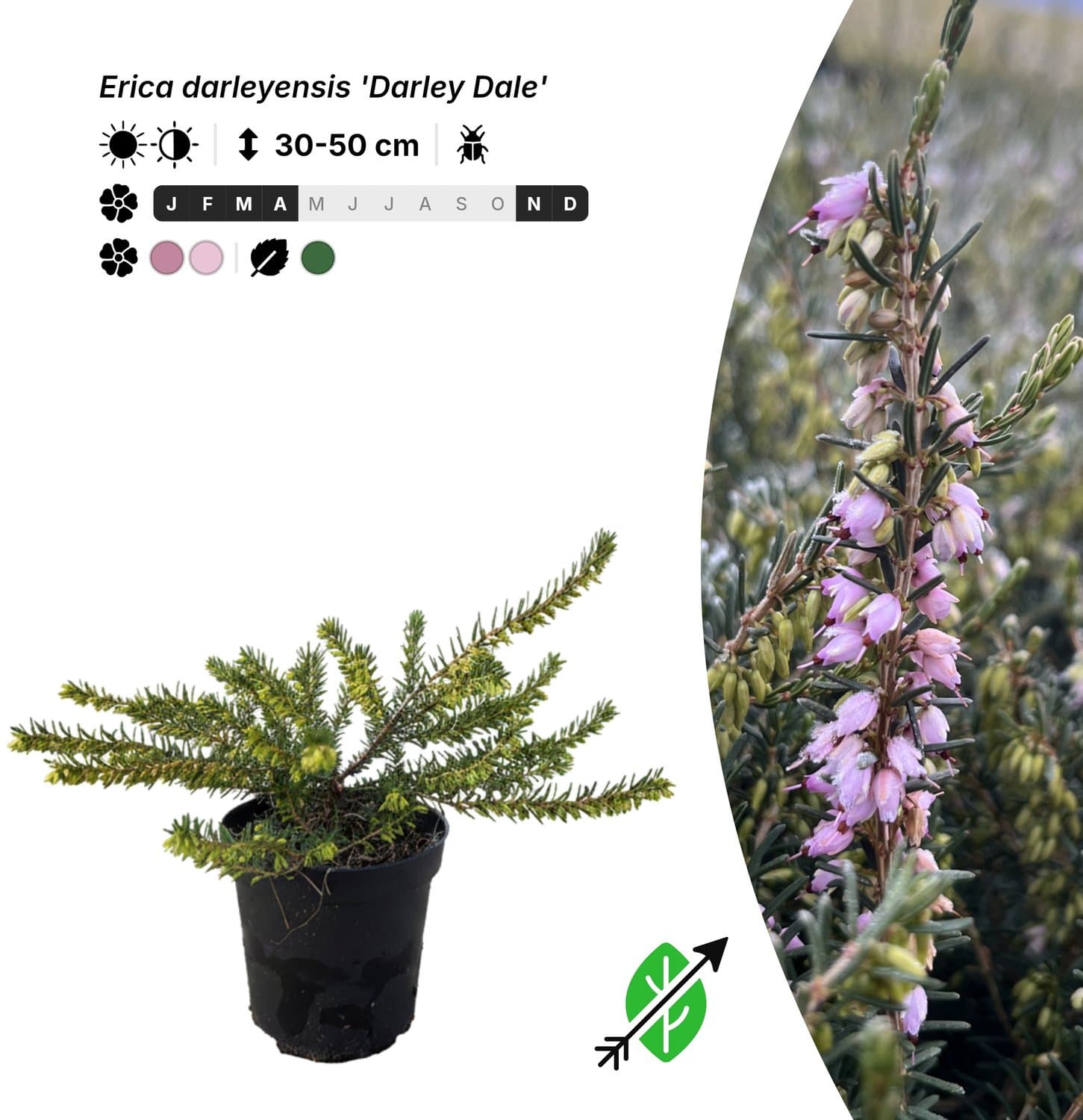 Singleplants - 20x Erica darleyensis 'Darley Dale' - Pot P9,5 - bodembedekker - winterhard tot -20°C