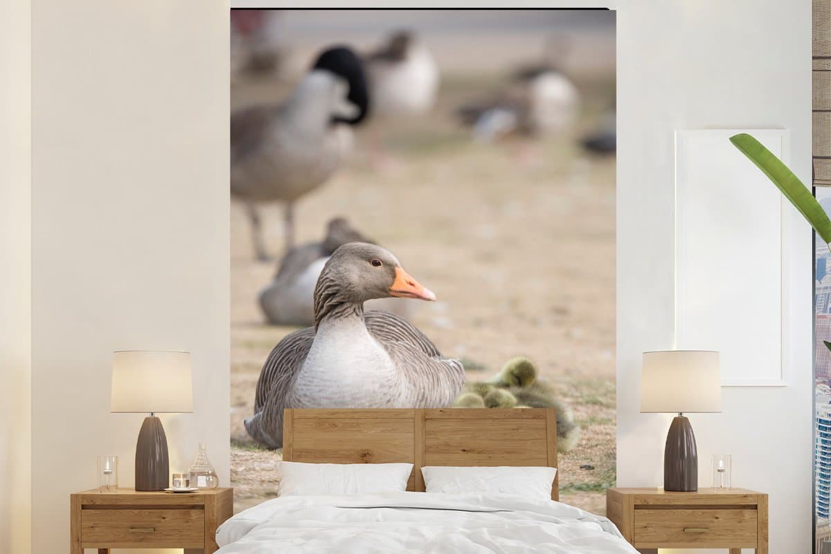 Behang - Fotobehang Gans - Familie - Kuiken - Breedte 145 cm x hoogte 220 cm